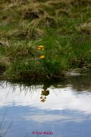 Sumpf Dotterblume (3)